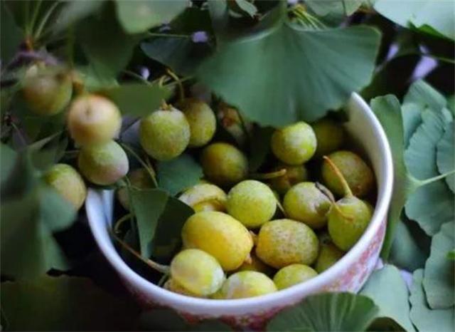 银杏果什么时候成熟采摘？银杏果进食要注意4个方面，以防中毒