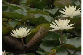 中元节，盂兰盆会，到底有什么不同？图片