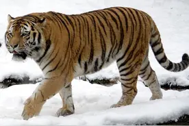 东北虎，你们对它有了解吗？图片