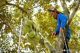 华人占五分之一的马来西亚，水果不止榴莲一种，奇珍异果飘香全年图片