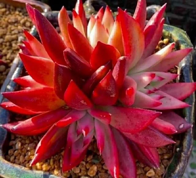 红色多肉:鸿运当头俏郎君!姹紫嫣红新嫁娘?东云口红 野马 黄金雨