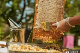 老外总把蜂蜜拉到室内取，便于“动手脚”？看进口蜂蜜质量就知道图片