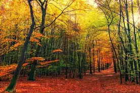 经典的88首七言绝句，这些诗都很值得背诵下来图片