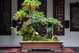 金弹子十大名贵品种是什么？有什么特点和价值？图片