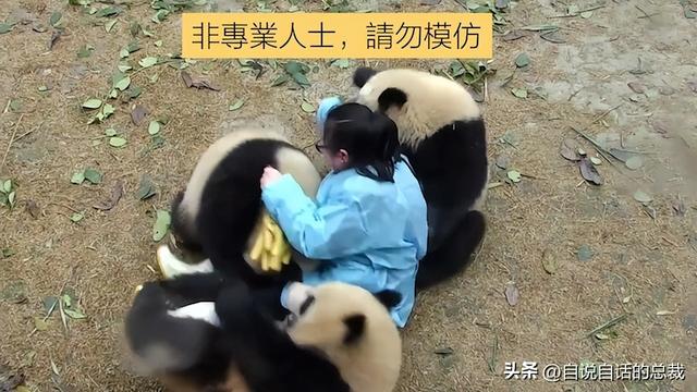 熊猫：真实存在的上古恐惧，为什么只有人类觉得大熊猫很可爱？