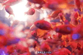美丽动人的小金鱼图片