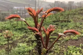 “不怕有蛇往家闯，就怕香椿高过房”是啥意思？为啥香椿比蛇厉害图片