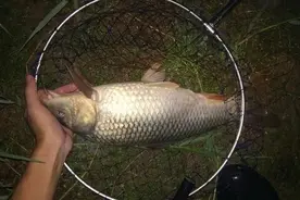 晚上夜钓，容易钓到鱼的时间段，一年四个季节，钓上的鱼小不了图片