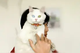 看一眼头条数据，潸然泪下，报恩的猫，去了喵星也要回来图片