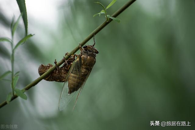 知了在声声叫着夏天，我们来蝉中说蝉，聊聊关于蝉的冷知识