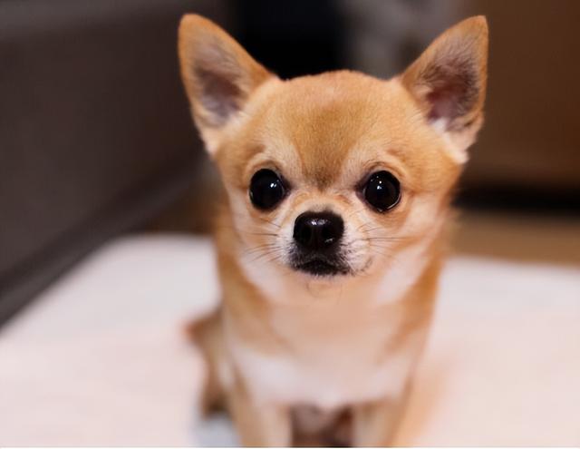 都说别养"吉娃娃",但是看完后,我真心爱了