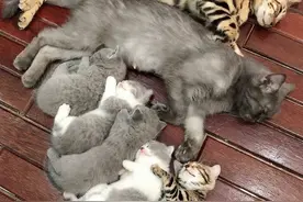 外国网友晒出宠物的育儿之道，画面看着感觉好舒服，太治愈了图片