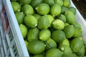 为什么你选择的香水柠檬不香？图片