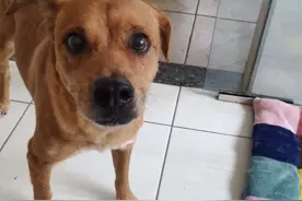 狗狗被带去做"拆蛋"手术，麻醉醒后当场把诊所拆成稀巴烂图片