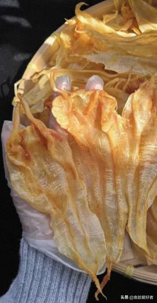 北海公胶和母胶有什么区别 北海公胶跟母胶的区别