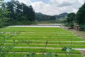 息烽县：农机插秧忙 稻田披绿装图片