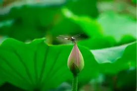 古诗文赏析之《小池》（宋）杨万里图片