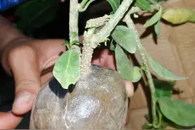 买到黄泥巴栽种的盆栽也别怕养挂，方法用对，不洗根换盆也能养好图片