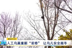 友谊公园维护135个人工鸟巢：人工鸟巢重新“装修”让鸟儿安全越冬图片