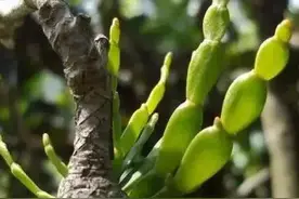 “一节螃蟹脚，胜过冬虫和夏草”是真的吗？图片