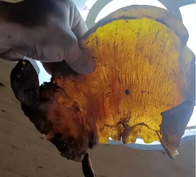 一般的鱼胶一斤大约多少钱一斤 鱼胶一斤大概多少钱