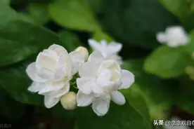 为什么喝茶八年的我，慢慢不喜欢喝茉莉花茶了？图片