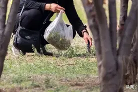 清明踏青挖野菜 这些别碰！有毒！图片