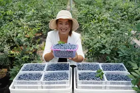 河南汝州：小蓝莓成为乡村振兴“致富果”图片