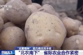助力南北双丰收！“北薯南种”打通了这条产业链图片