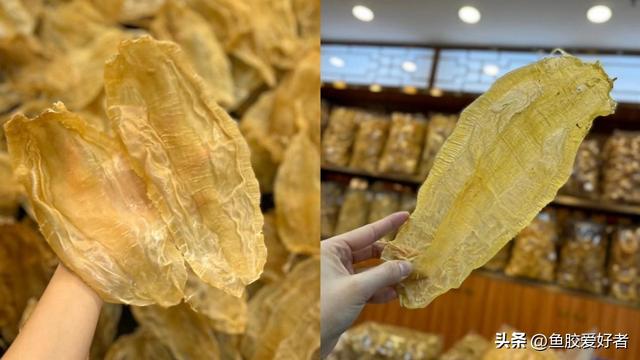 如何区分公母花胶 2025年如何区分公母花胶的区别