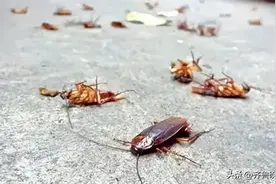 家里有很多蟑螂怎么办？五招解决家里的蟑螂图片