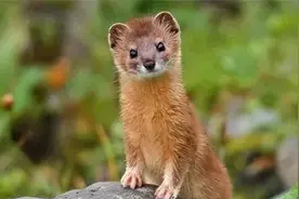 动物真的能“成精”吗？97年黄鼠狼“讨封”事件，到底是真是假？图片