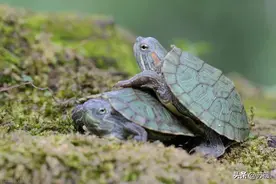 养龟很容易忽略的问题：甲壳感染图片