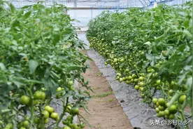 粪肥、粪肥水、豆饼、尿液，哪个种菜效果好？告诉你个小妙招图片
