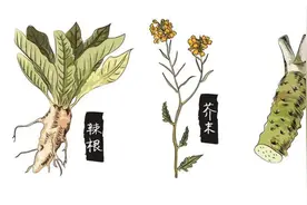 山葵、芥末和辣根有什么不一样？图片