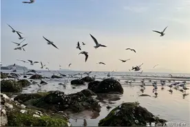 山东婆婆花1h做的菜，儿媳妇一口不吃直接扔了，网友：我也不敢吃图片