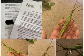 “雌雄同体”竹节虫首次被发现，就被安乐死，类似情况或危及人类图片