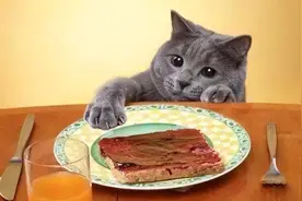 这六种食物不要给猫吃，轻则生病，重则丧命图片