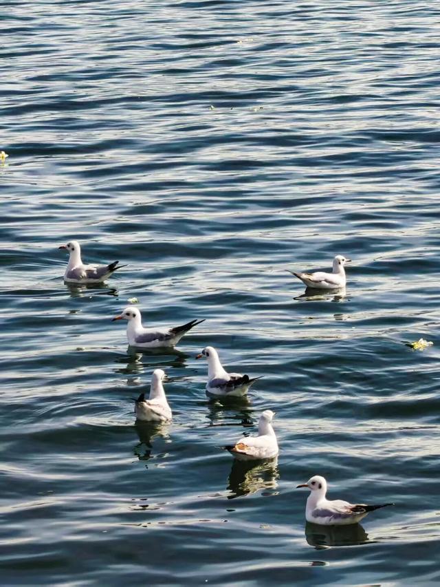 走！去大理观鸥