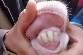 通过牙齿判断羊的年龄，很准！不会的来学图片