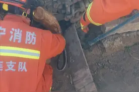 2米长黑蛇进家，根本不怕雄黄！为啥不能打蛇？图片