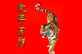 老虎的王者气派图片