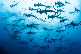 关于鲨鱼有哪些惊人的事实？图片