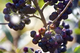 莓果大赏！带你认识冷门的高营养水果图片