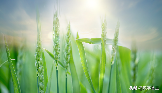 汉字节气：“芒种”也“忙”也“亡”，理解“芒”字思维表达
