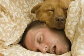 养狗多年，我不建议大家跟狗一起睡觉，因为你会上瘾图片