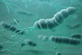 幽门螺旋杆菌是如何传染的？哪些人群需要根治？图片