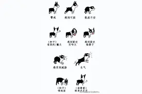 打了狂犬病疫苗可以管几年？图片