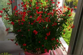 天冷，要“干养”这4种花，少水多晒长得壮，养成老桩更旺家图片