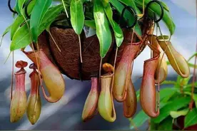 猪笼草是一种什么样的植物图片